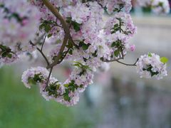 -海棠花溪(元大都城垣遗址公园)