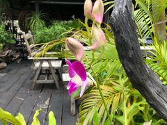 -自然餐厅(Phuket)