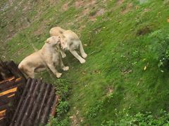 -泉州海丝野生动物世界