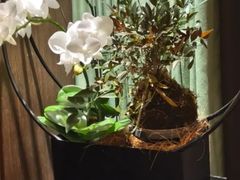 -王府茶宴(大观园总店)