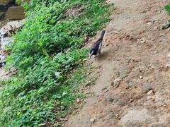 -苍山感通索道