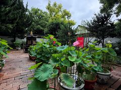 -秋霞圃