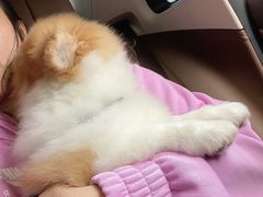 -顺强宠物诊所·狂犬免疫·夜诊·骨科(嘉定店)