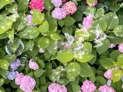 -星巴克(杭州嘉里中心4F店)