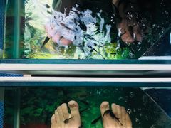 鱼疗-青岛东方影都融创水世界