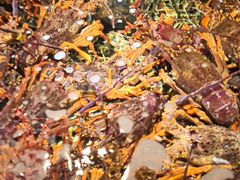 -海鲜e族(马王堆店)