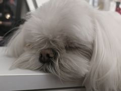 -FAELING PETS美天灵宠物(合生汇店)