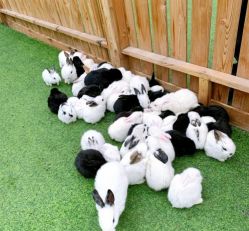 -萌宠亲子动物乐园(槐房万达店)