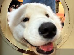 -和它·交个朋友·狗咖猫咖(爱琴海店)