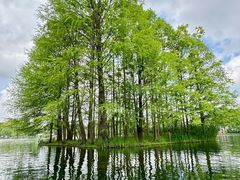 -上海共青森林公园