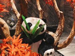 -红辣椒·川菜·火锅(大洋中心店)