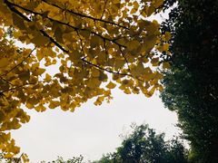 -徐家汇源景区-衡山公园