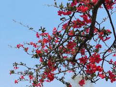 -重庆中央公园(渝北区)