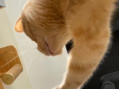 -藏猫猫咖啡主题馆(中央大道店)