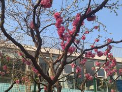-海棠花溪(元大都城垣遗址公园)