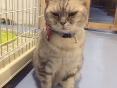 -猫色咖啡·猫咖