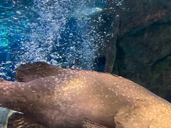 -太平洋海底世界