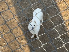 -石家庄市动物园