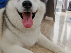-星多哈·狗咖·拼豆·咖啡