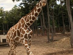 -清迈夜间动物园