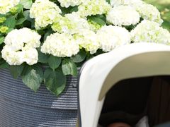 -上海鲜花港