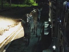 -清迈夜间动物园