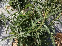 -紫颐香薰山谷景区