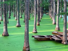 -渌洋湖湿地公园