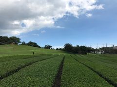 -雪绿茶博物馆