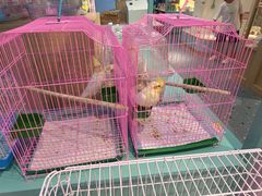 -龟与熊猫宠物公园(南坪店)