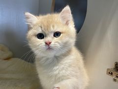 -东方名猫馆·英短金渐层布偶猫舍(环线广场1号楼店)