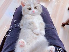 -momokira米努特·德文卷毛猫·棉花面纱犬