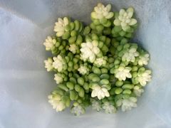 -循礼门鲜花花市(武汉循礼门店)