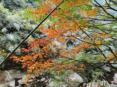 -广州市石门国家森林公园