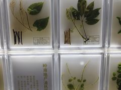 -广东中医药博物馆