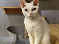 -豆逗聊愈猫阁Easy Life