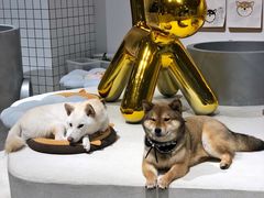 -柴务处·柴犬主题狗咖