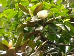 玉兰-沈阳植物园