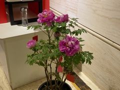 -洛阳宴·洛阳菜(南昌路店)