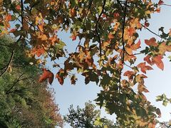 -广州市石门国家森林公园