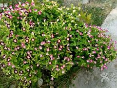 -揭东万竹园旅游景区