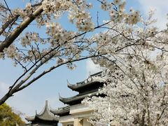 -苏州上方山国家森林公园