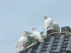 -白鹿原·白鹿仓