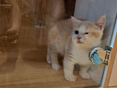 -猫猫幼稚园·撸猫·桌游·电玩