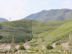 -龙坞茶村