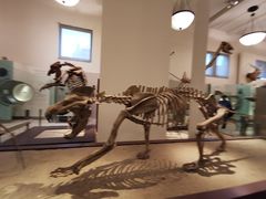 -美国自然历史博物馆