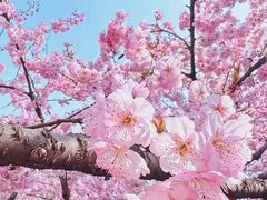 -武汉大学-樱园
