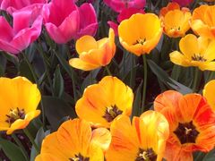 iphone_upload_pic-洛阳郁金香牡丹园