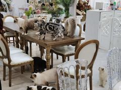 大堂-共舞时光猫咖·狗咖(新街口店)