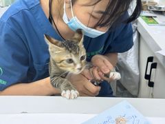 -瑞派动物医院·猫专科·至诚(江南中分院)